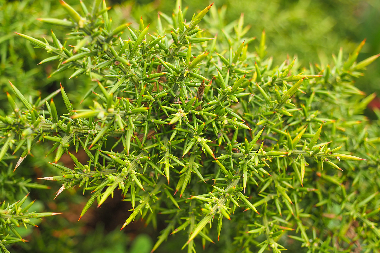Interior_4_LusoQuercus