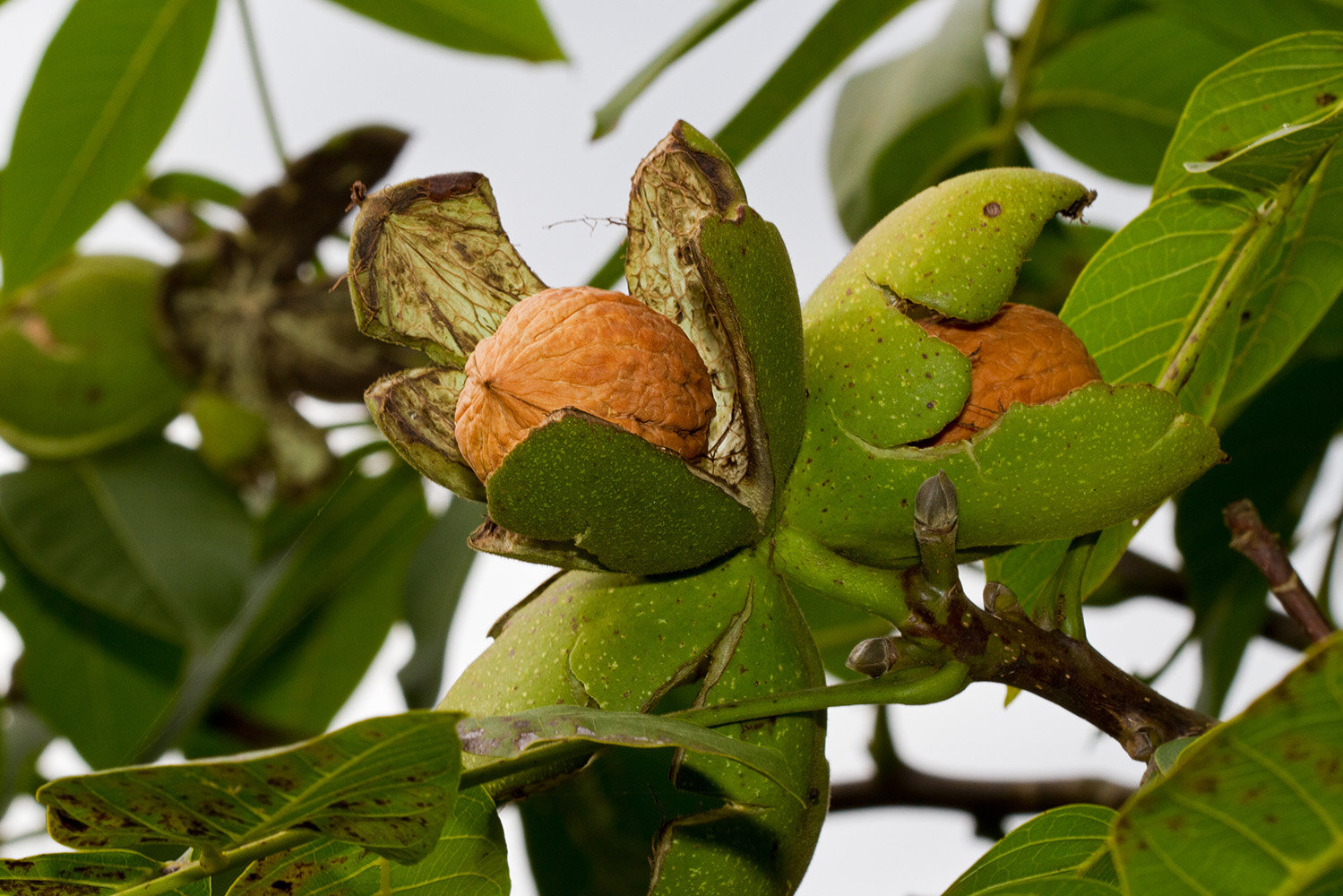 Interior_4_frutos_de_outono