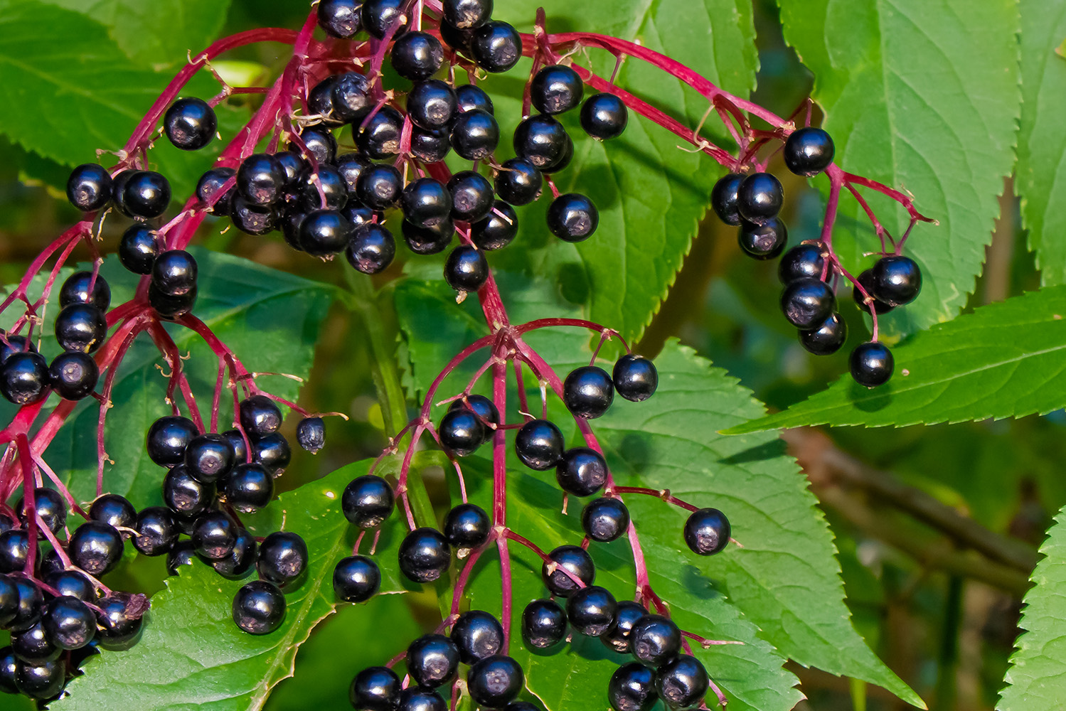 Interior_7_frutos_de_outono