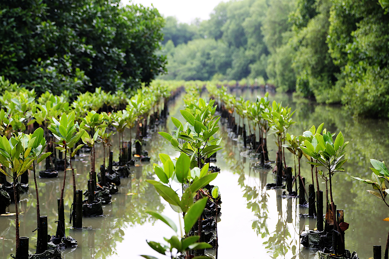 Soluções Baseadas na Natureza aplicadas a áreas húmidas