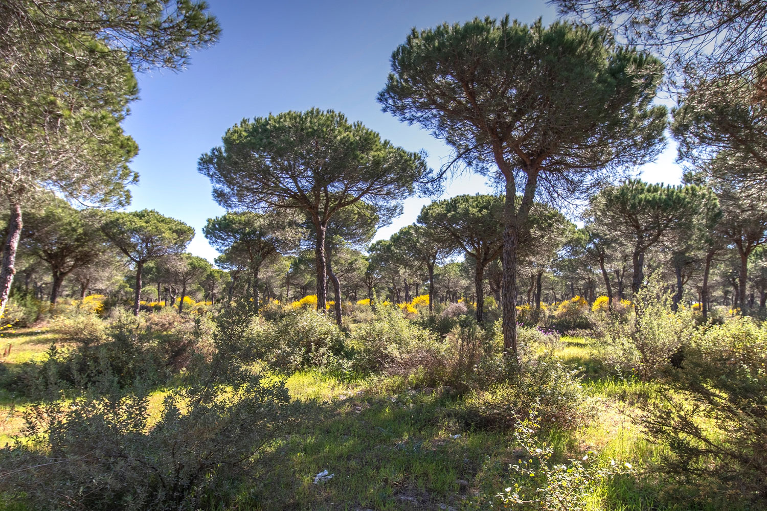 O primeiro inventário das árvores mediterrânicas