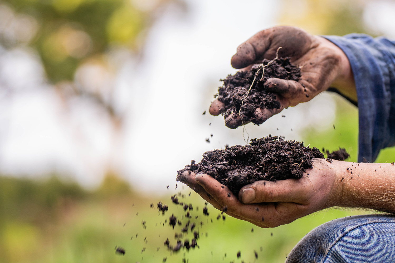 Microbioma do solo: mais pressões nas florestas mediterrânicas