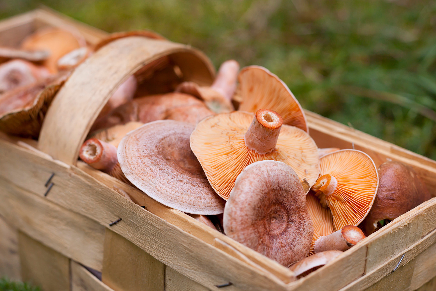 Interior_1_cogumelos_lactarios Interior_1_cogumelos_lactarios