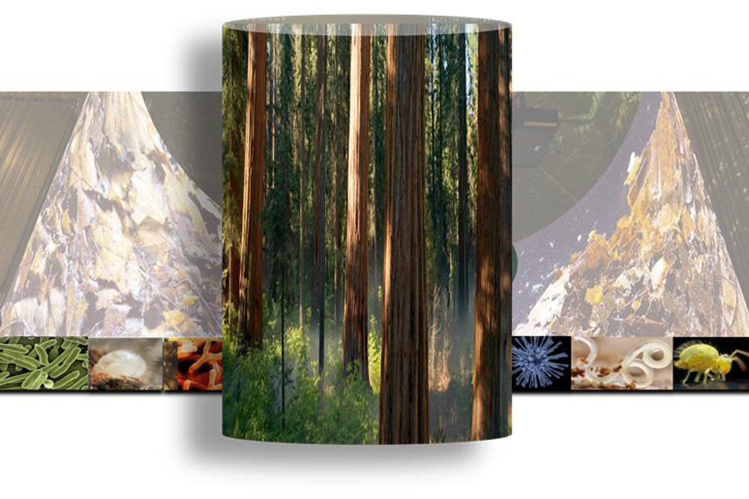 Ecossistemas dependem do microbioma do solo