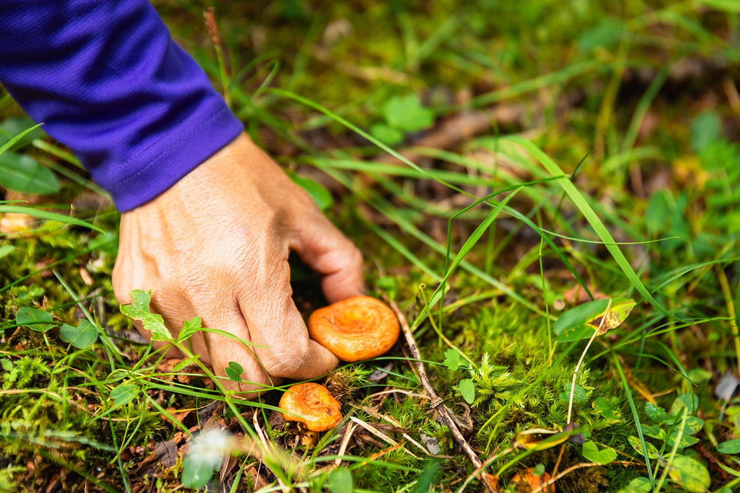 Interior_2_cogumelos_lactarios Interior_2_cogumelos_lactarios