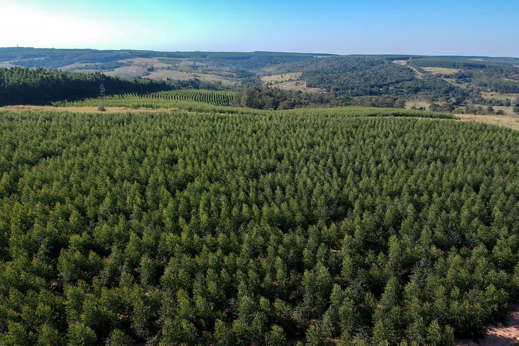 Interior_3_Realidade_Floresta_2025 Interior_3_Realidade_Floresta_2025