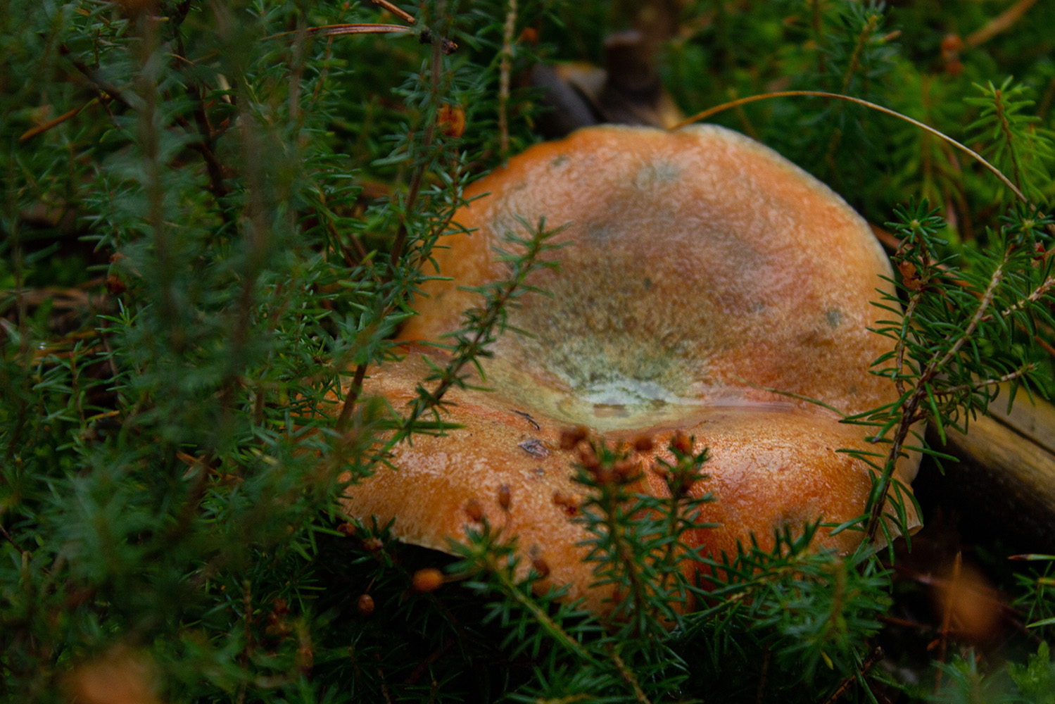 Interior_3_cogumelos_lactarios Interior_3_cogumelos_lactarios
