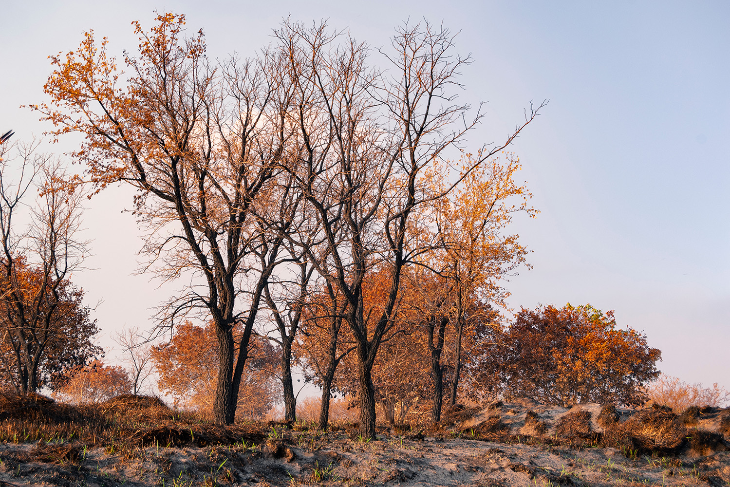Perturbações do microbioma do solo: fogo
