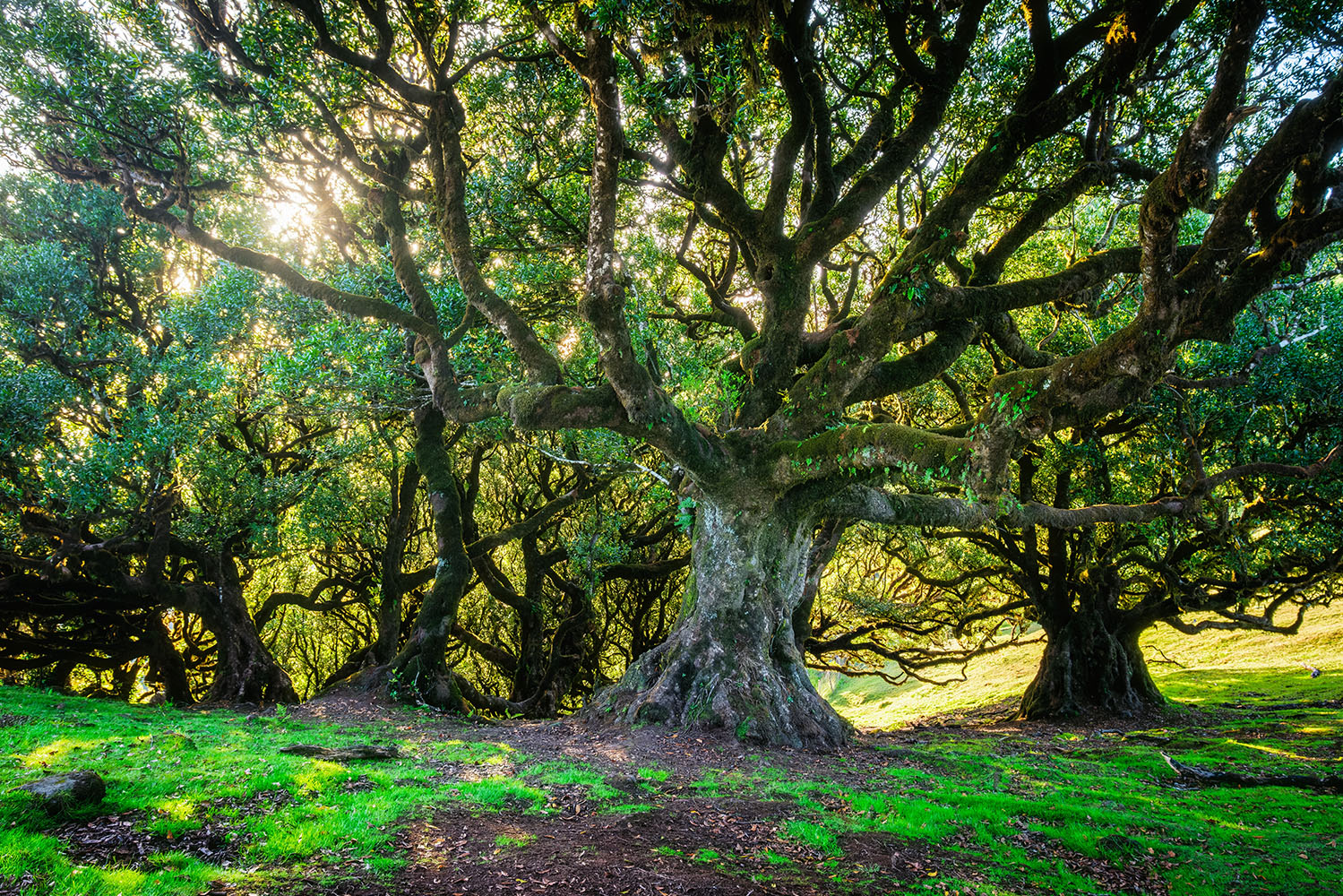 Interior_5_Realidade_Floresta_2025 Interior_5_Realidade_Floresta_2025