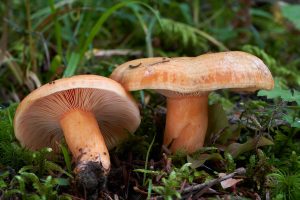 Interior_6_cogumelos_lactarios Interior_6_cogumelos_lactarios