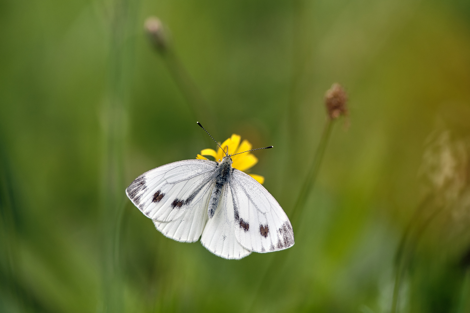 Lista Vermelha confirma extinção de espécie de borboleta única da Madeira