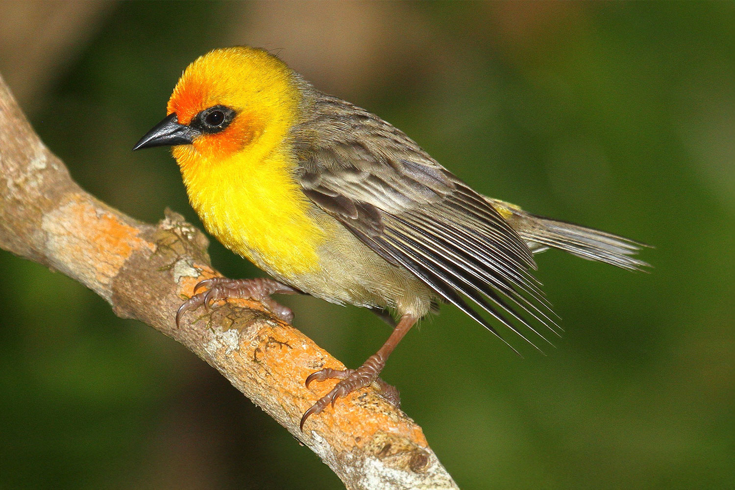 UICN atualiza Lista Vermelha e aprova uso da biologia sintética na conservação