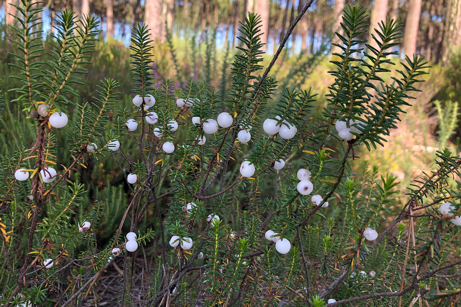Camarinha em Ovar, beneficia da conservação do Camarinha Project Camarinha em Ovar, beneficia da conservação do Camarinha Project
