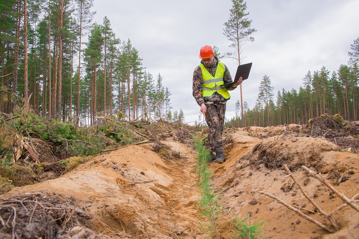 Interior_1_novas_florestacoes