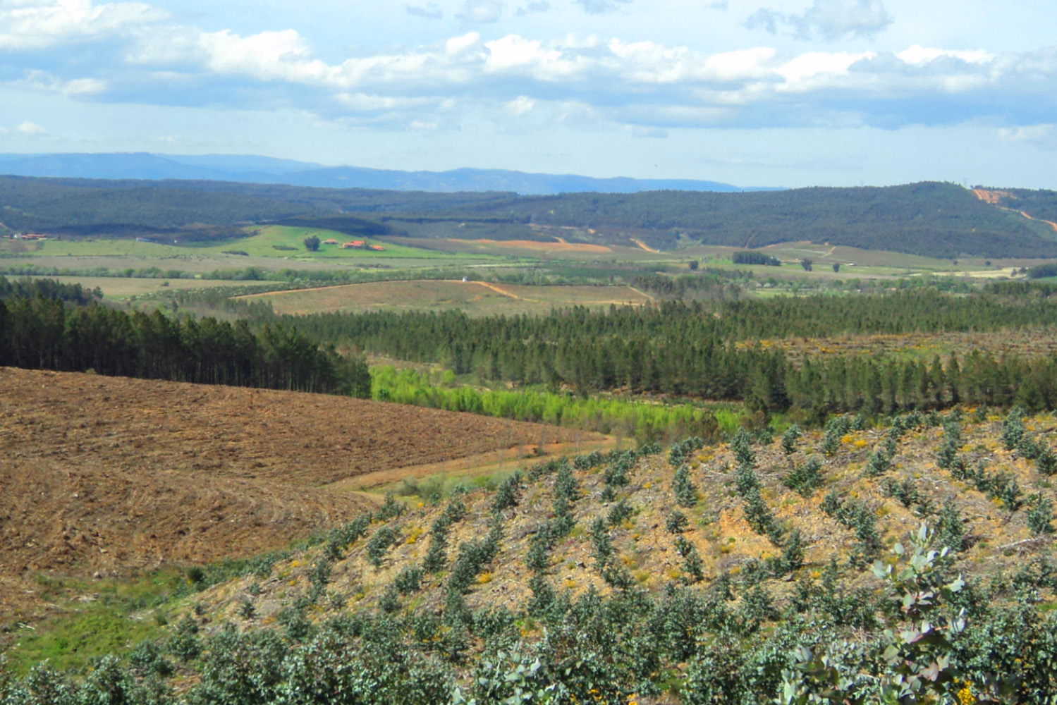 Interior_4_novas_florestacoes