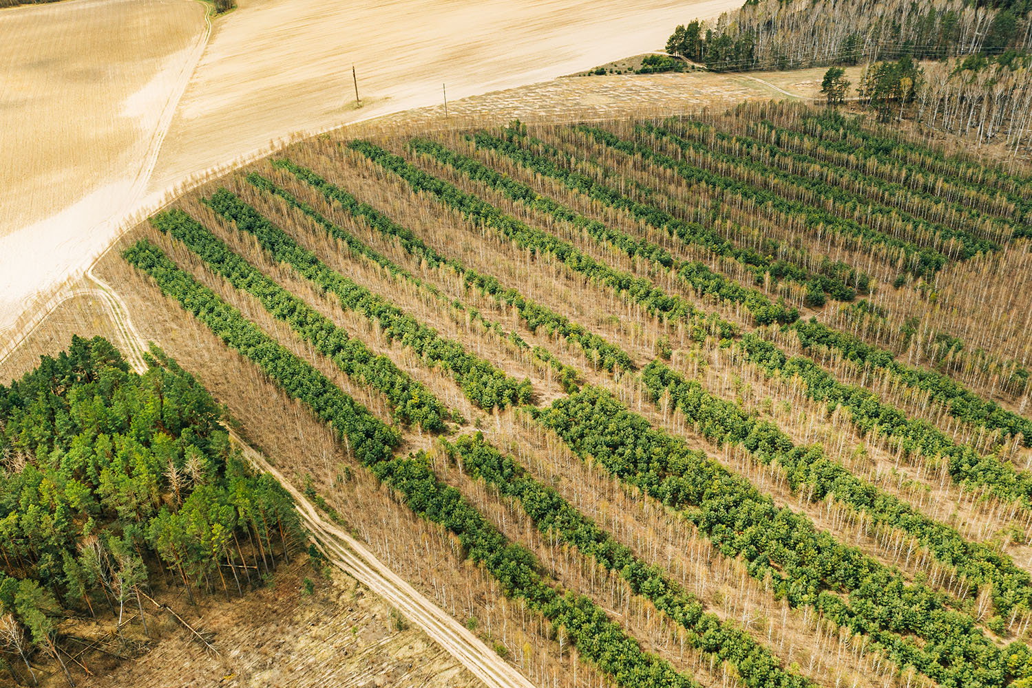 Interior_5_novas_florestacoes