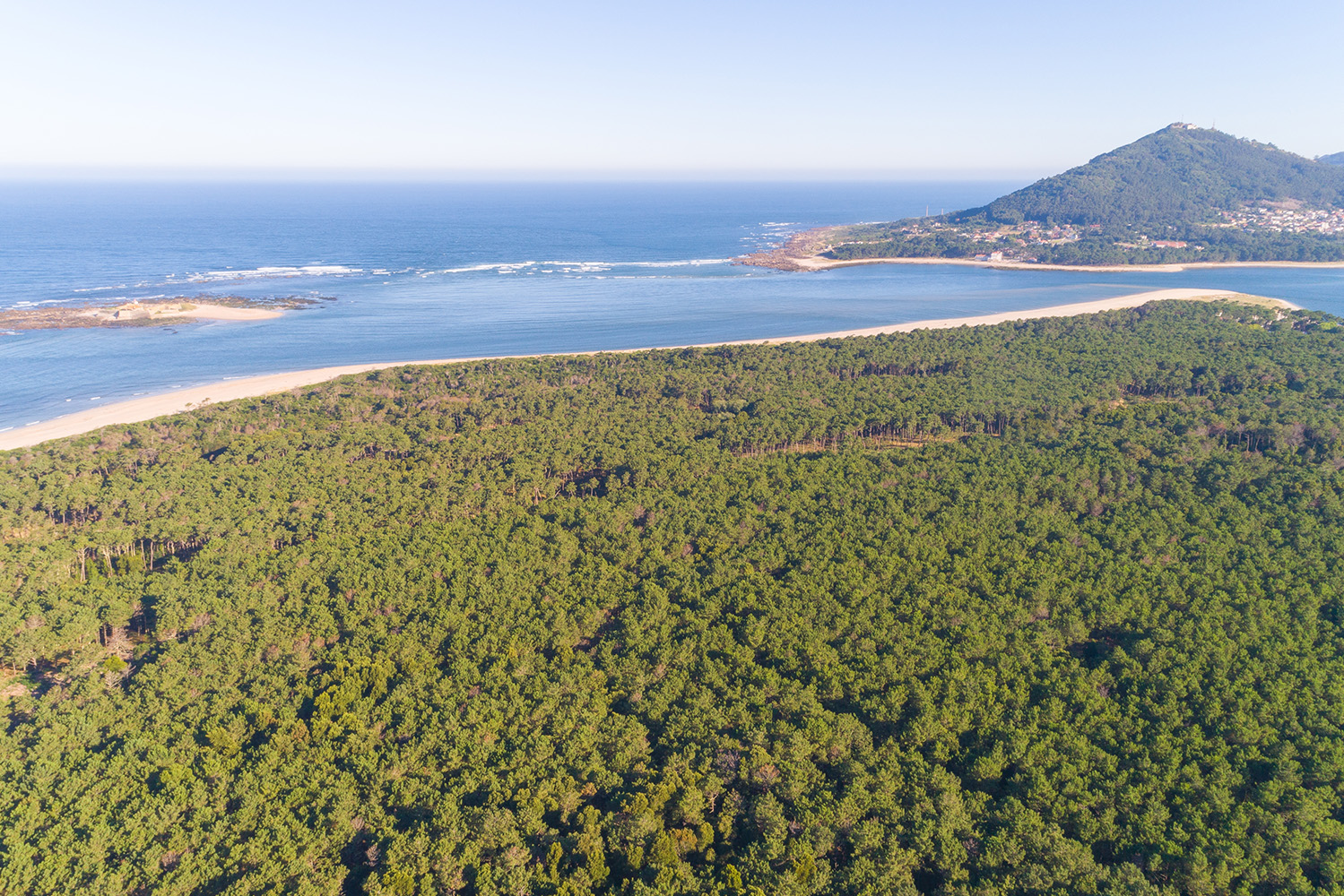 Camarinha tem sido plantada na Mata do Camarido Camarinha tem sido plantada na Mata do Camarido