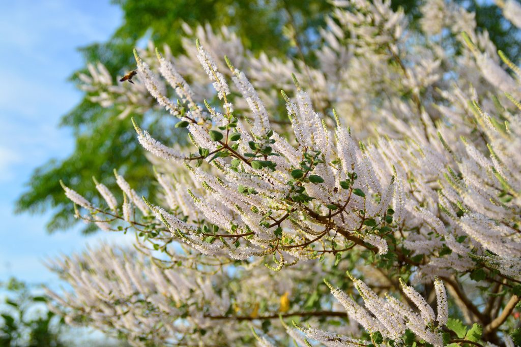 A árvore da mirra: detalhe das flores