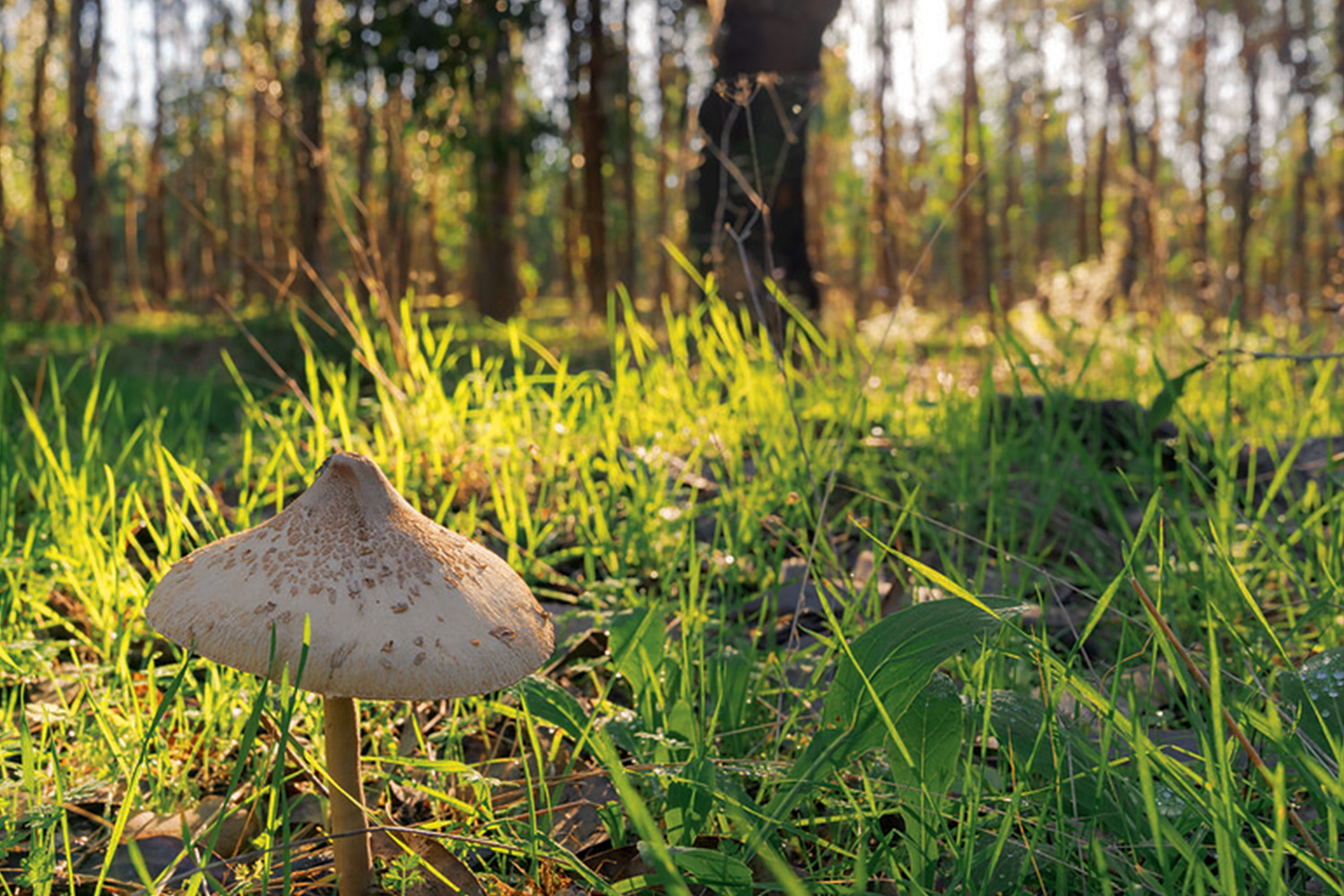 Interior_6_novas_florestacoes