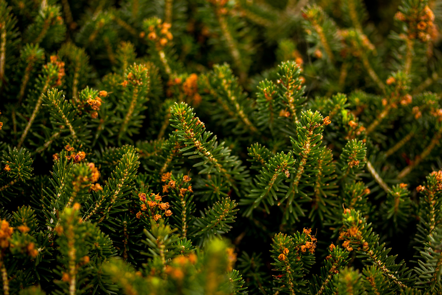 Interior_7_camarinha Interior_7_camarinha