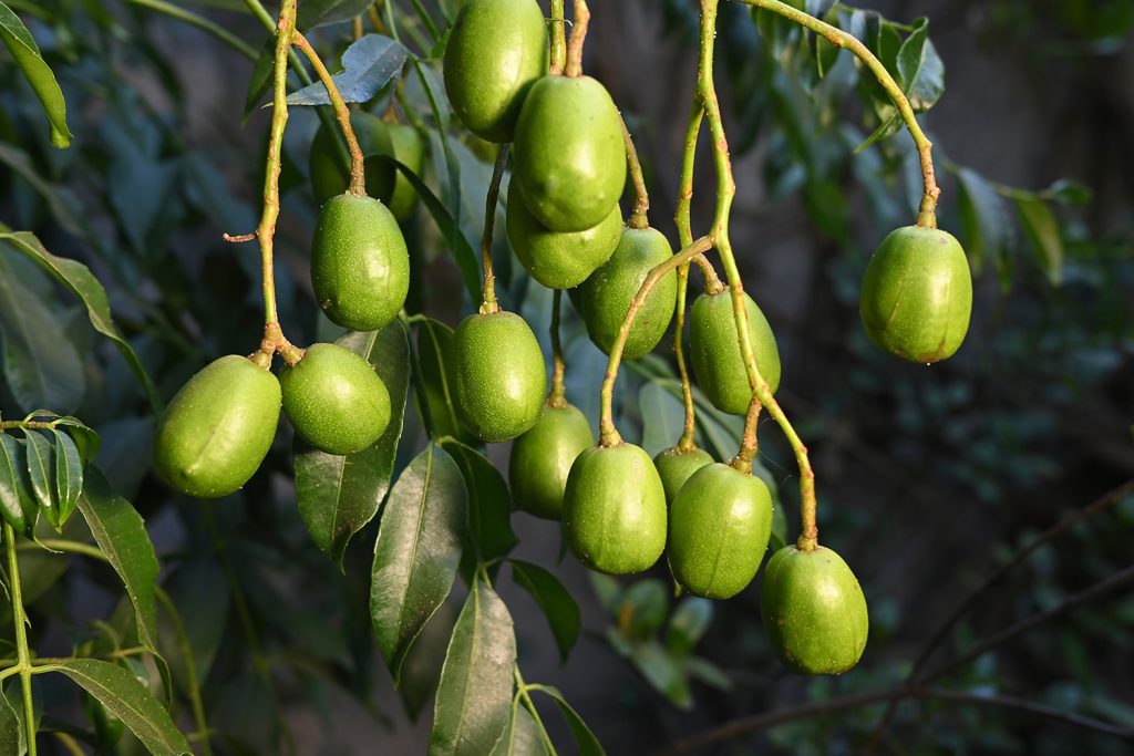 A árvore da mirra: detalhe dos frutos