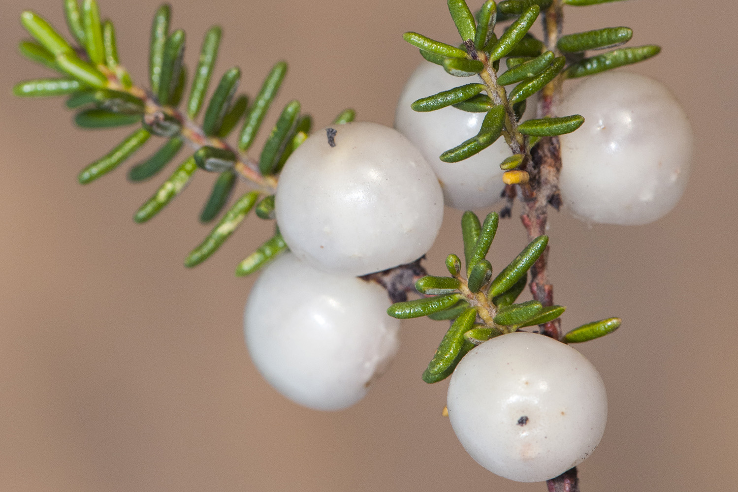 Interior_8_Conhecer_Camarinha