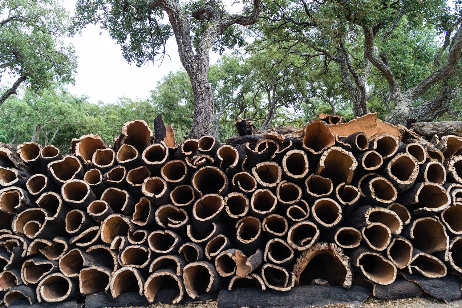 Apoio PEPAC à modernização florestal: candidaturas até 22 de janeiro de 2026