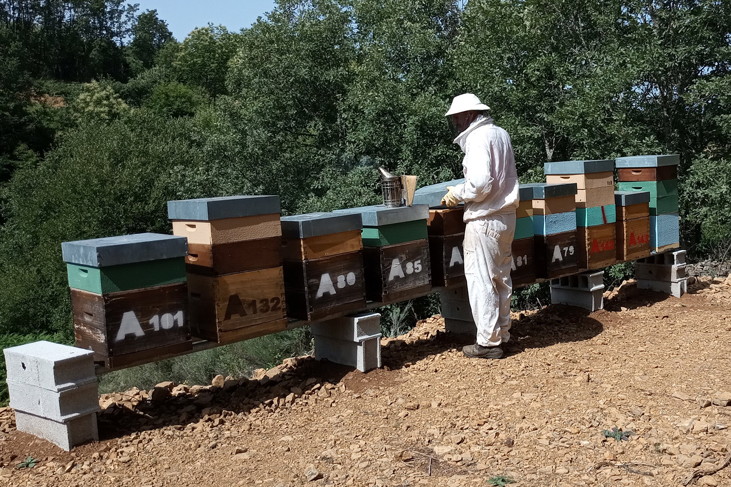 Colmeias em Montesinho para mel e mel de melada
