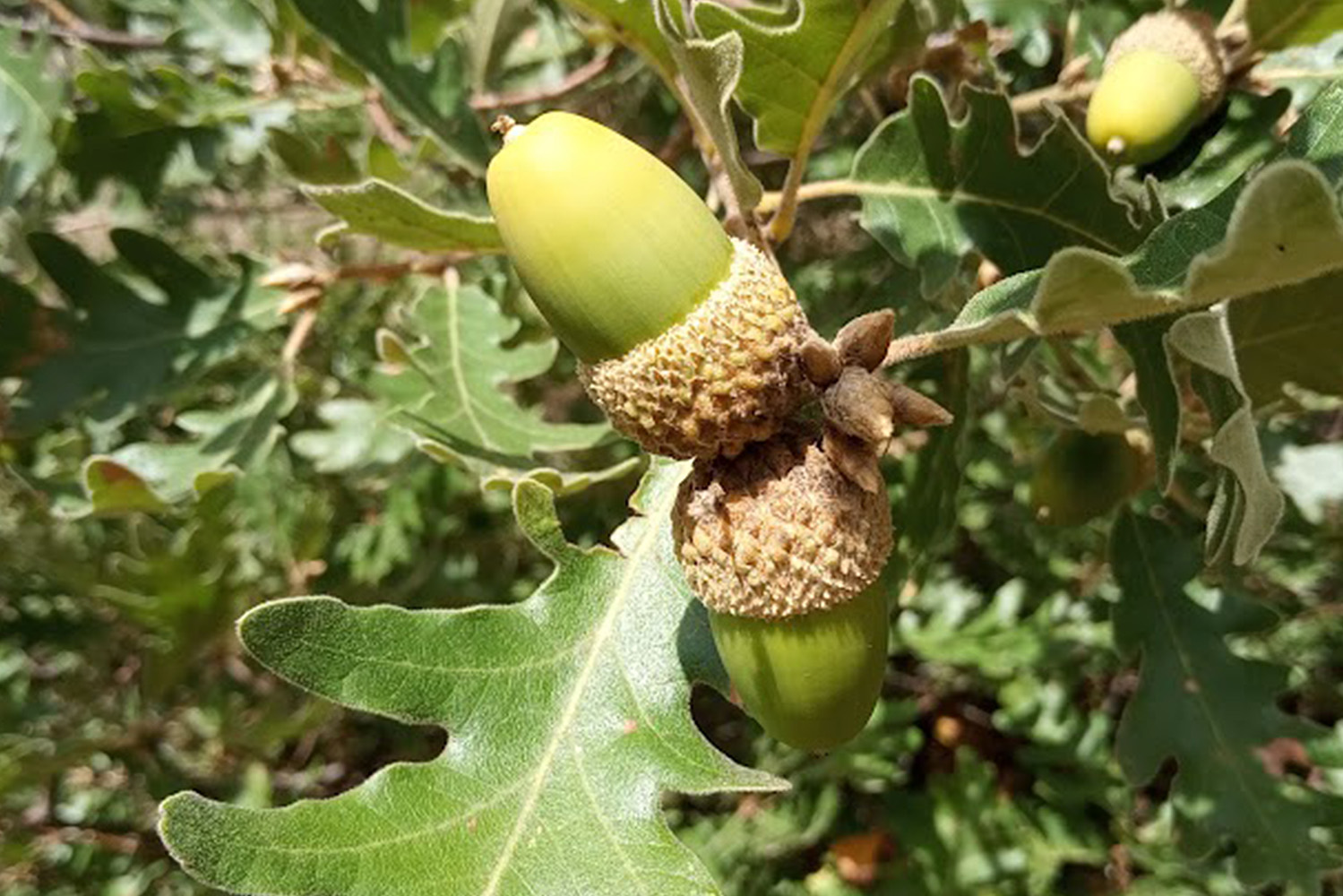 Carvalho-negral em Montesinho