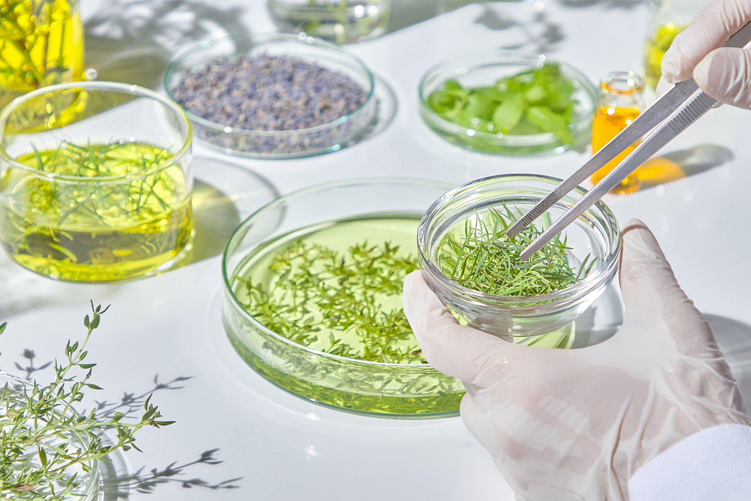 Metabolitos secundários das plantas atuam na defesa e proteção Metabolitos secundários das plantas atuam na defesa e proteção