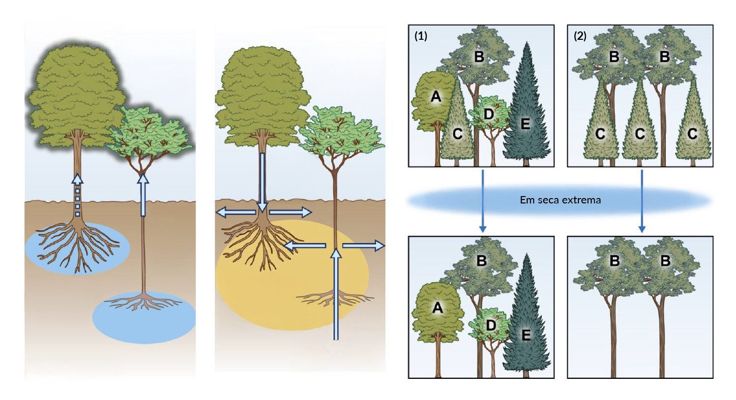 Funcionamento dos ecossistemas: a importância de ter os vizinhos certos