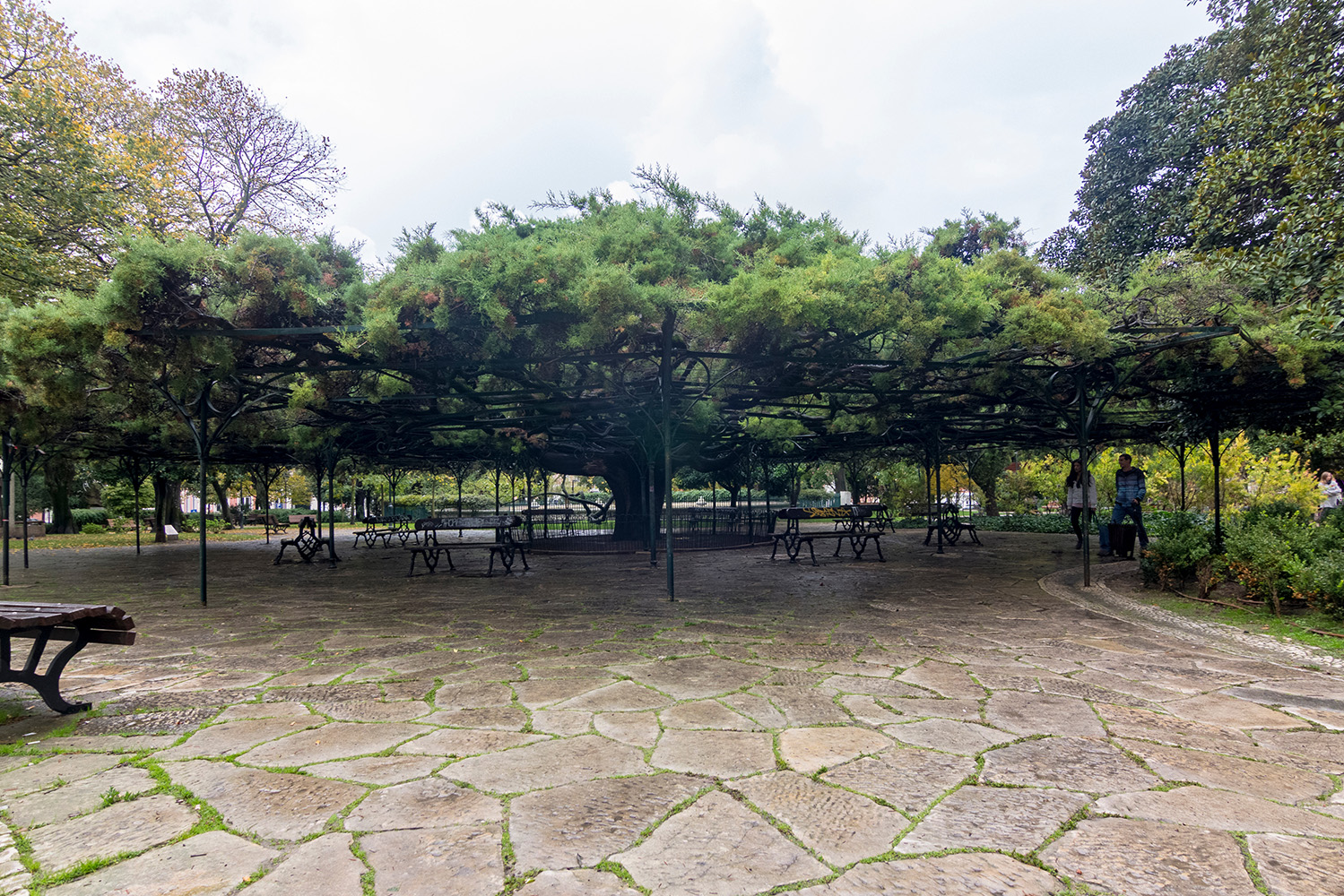Cedro-do-Buçaco do Príncipe Real