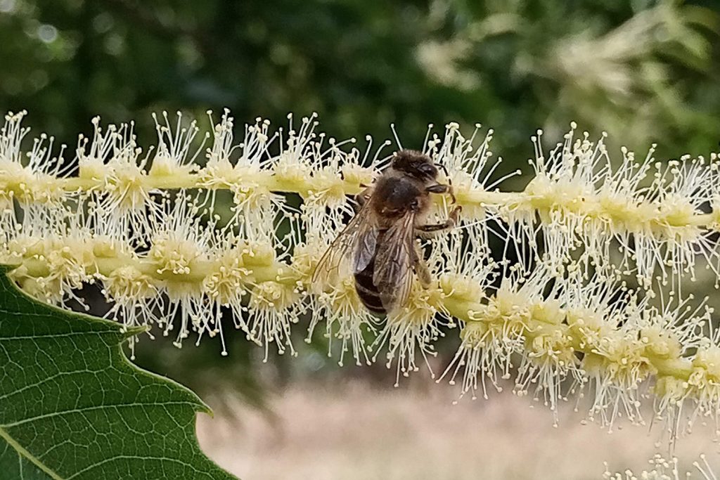 Castanheiro é fonte de mel floral em Montesinho