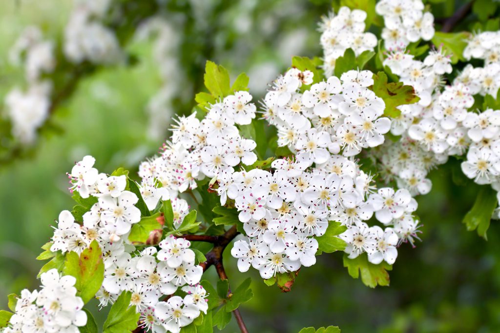 Propriedades medicinais do pilriteiro e seus riscos Propriedades medicinais do pilriteiro e seus riscos