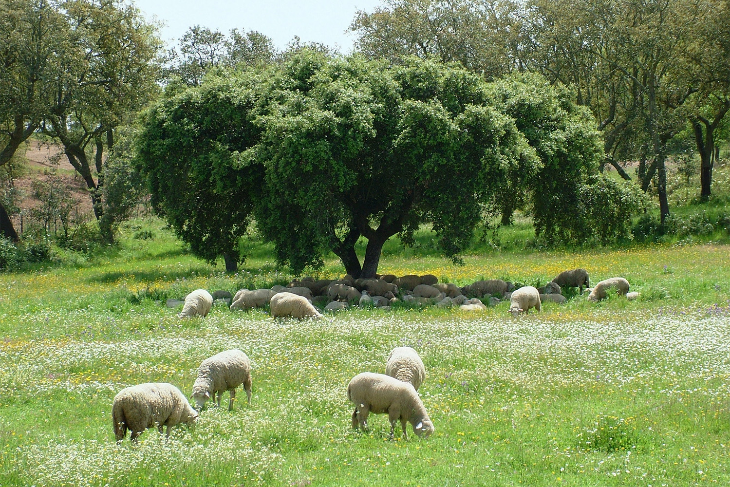 Interior_4_um seguro para o funcionamento dos ecossistemas