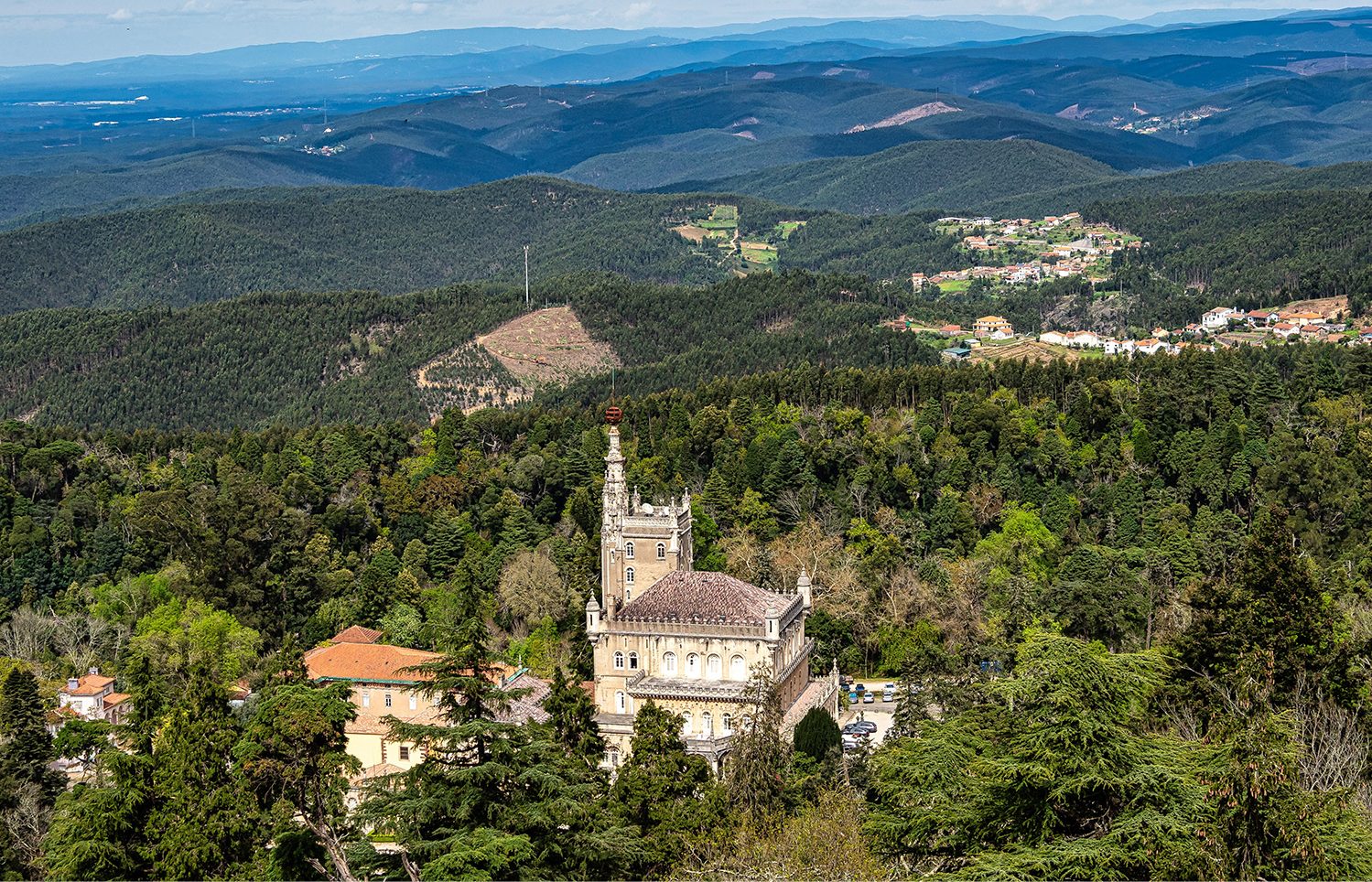 Cedro-do-Buçaco foi nomeado nesta serra