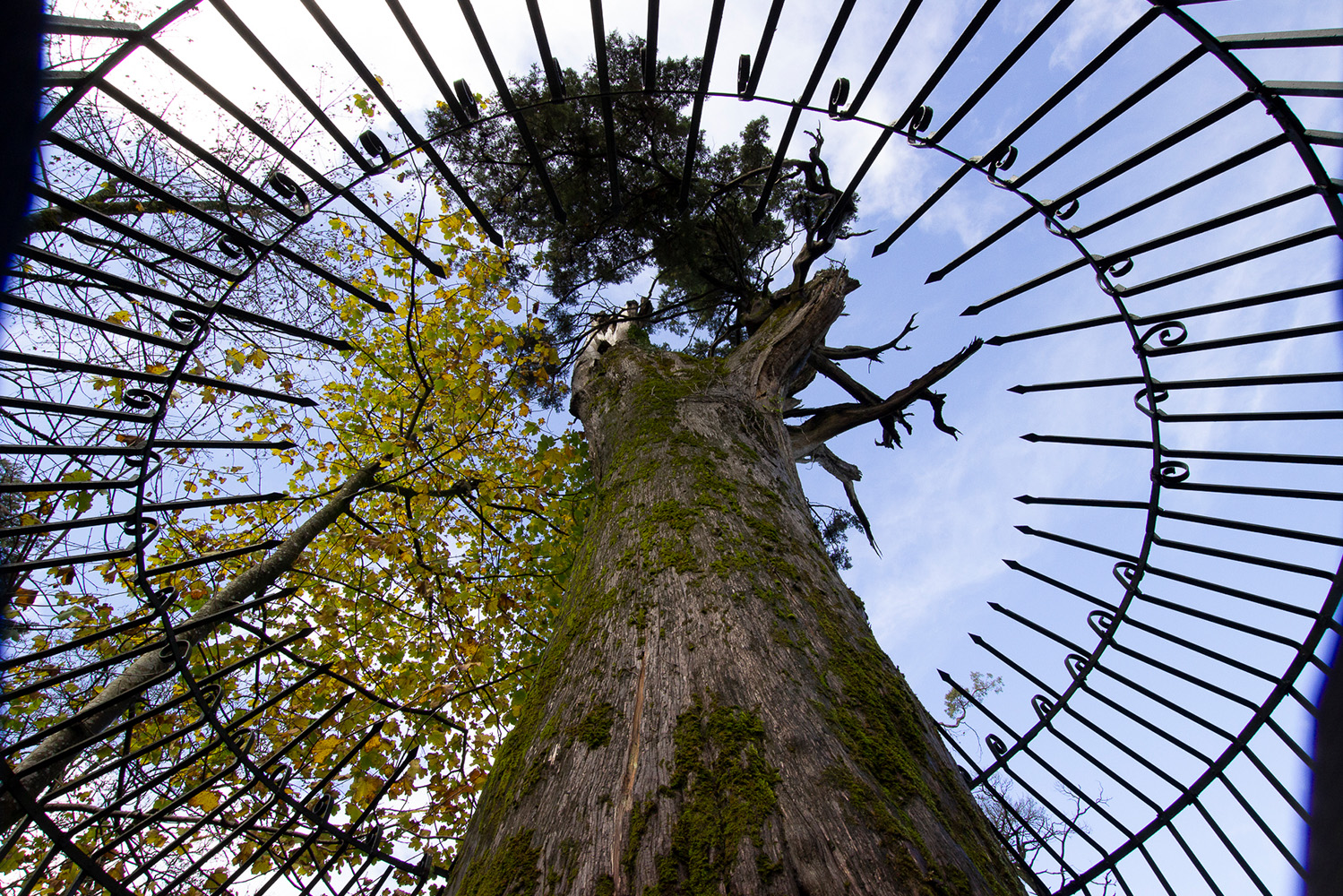 Velho cedro-do-Buçaco na Serra do Bussaco