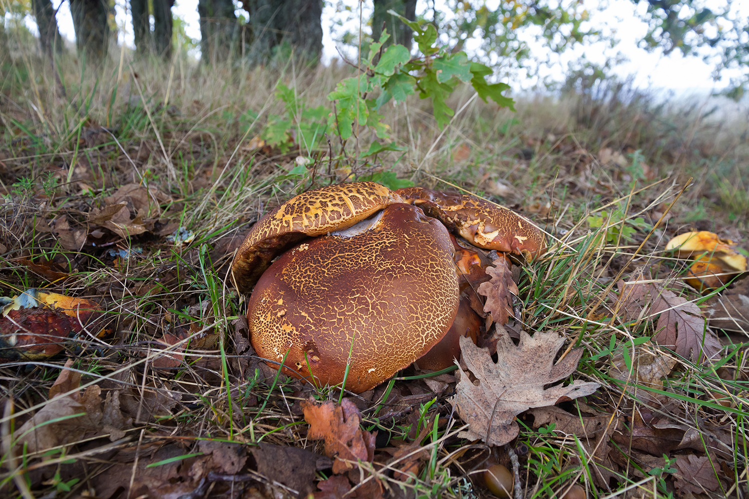 Interior_6_um seguro para o funcionamento dos ecossistemas