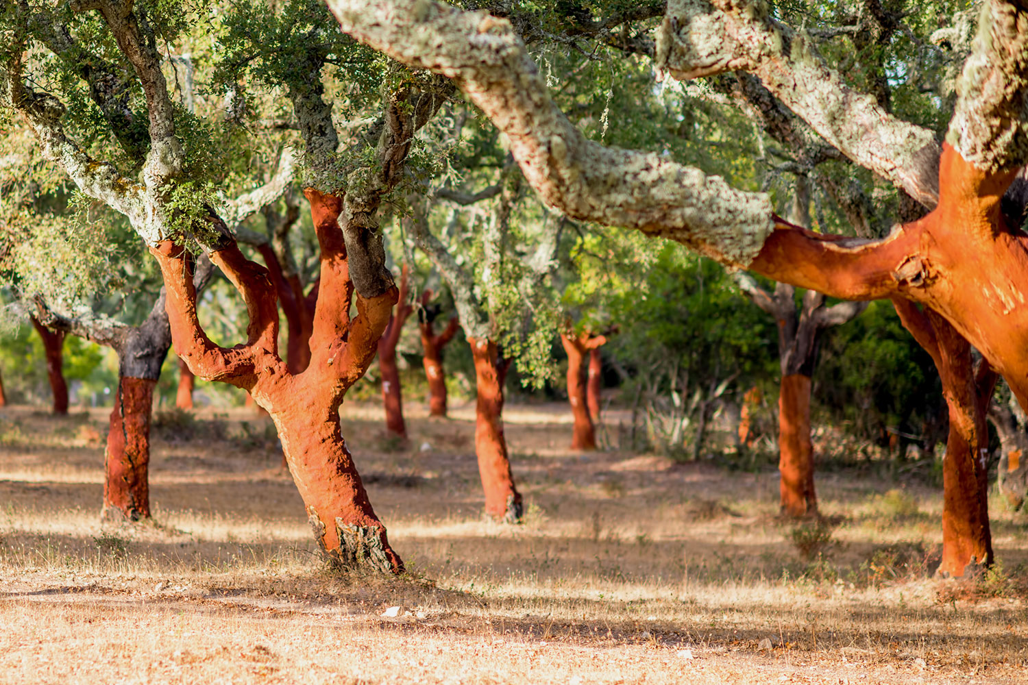 Descortiçamento em anos de seca causa “crise de carbono”
