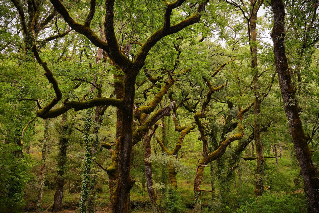carvalhos destacaram-se na fase inicial da história da floresta em Portugal