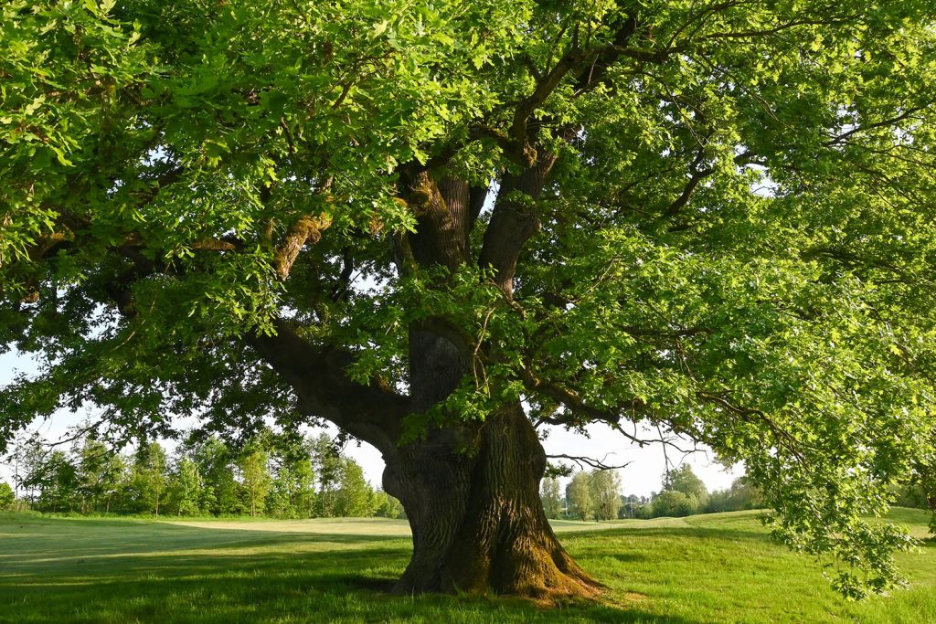 Os carvalhos são representativos nas espécies florestais belgas