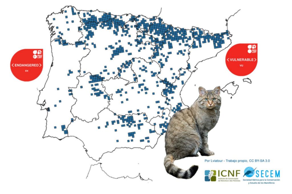 Gato-bravo: uma espécie “Em Perigo” e ainda sem proteção Gato-bravo: uma espécie “Em Perigo” e ainda sem proteção