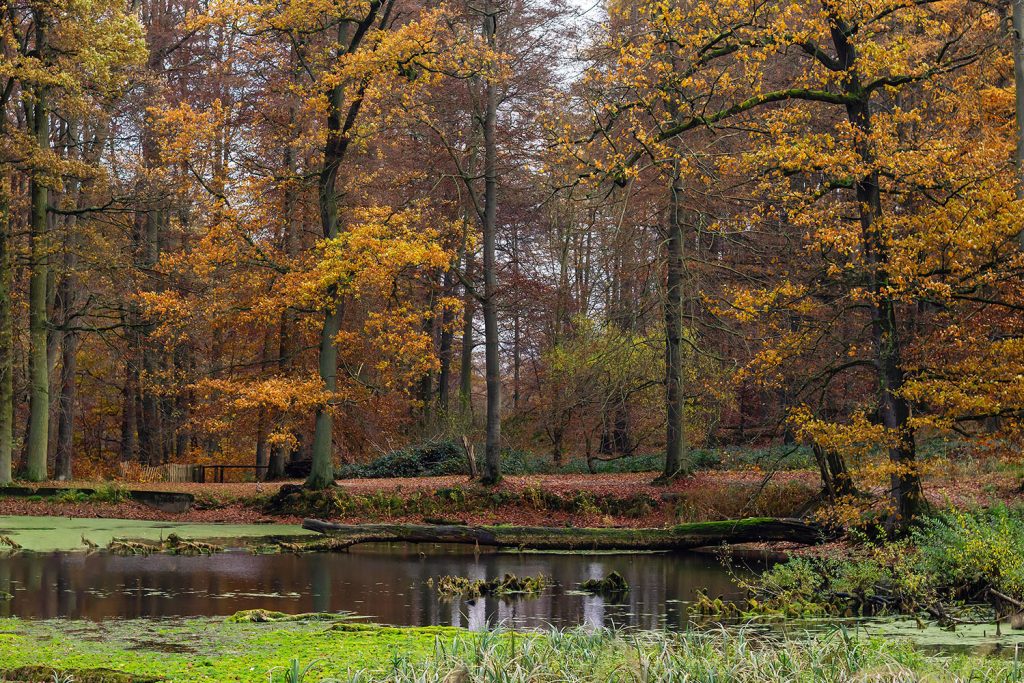 As faias são as principais espécies na floresta belga