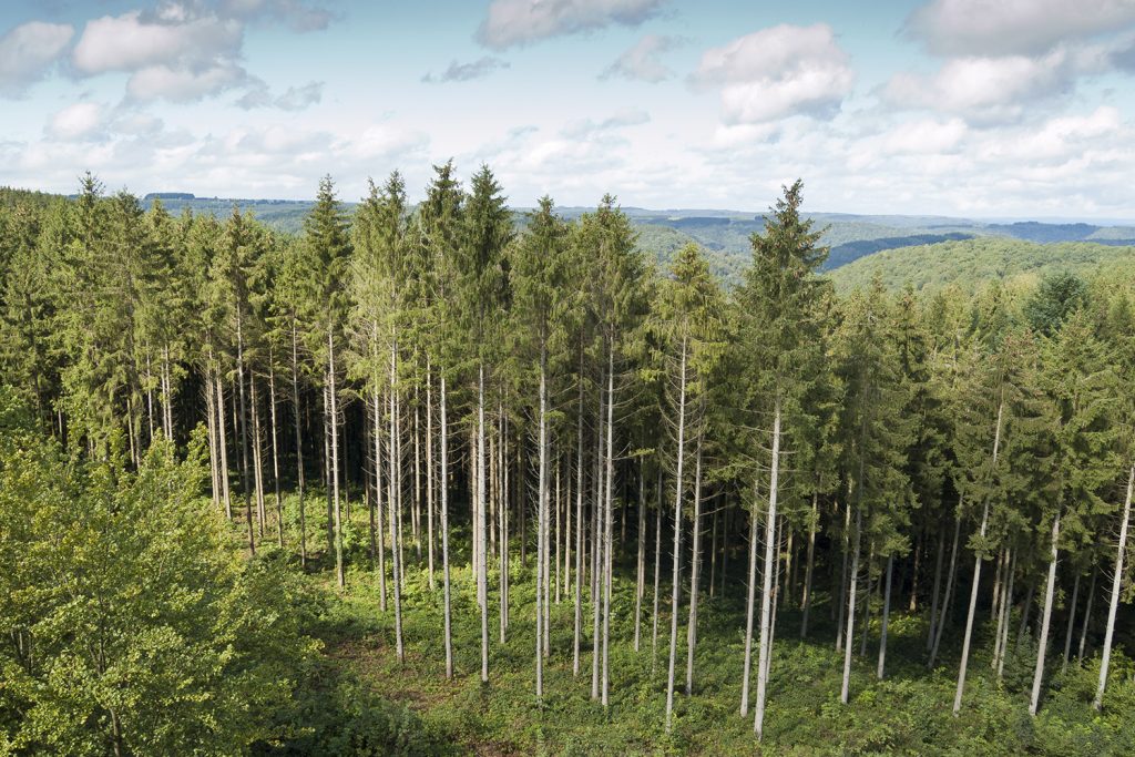 Espruce-da-noruega é uma as principais exóticas na floresta belga