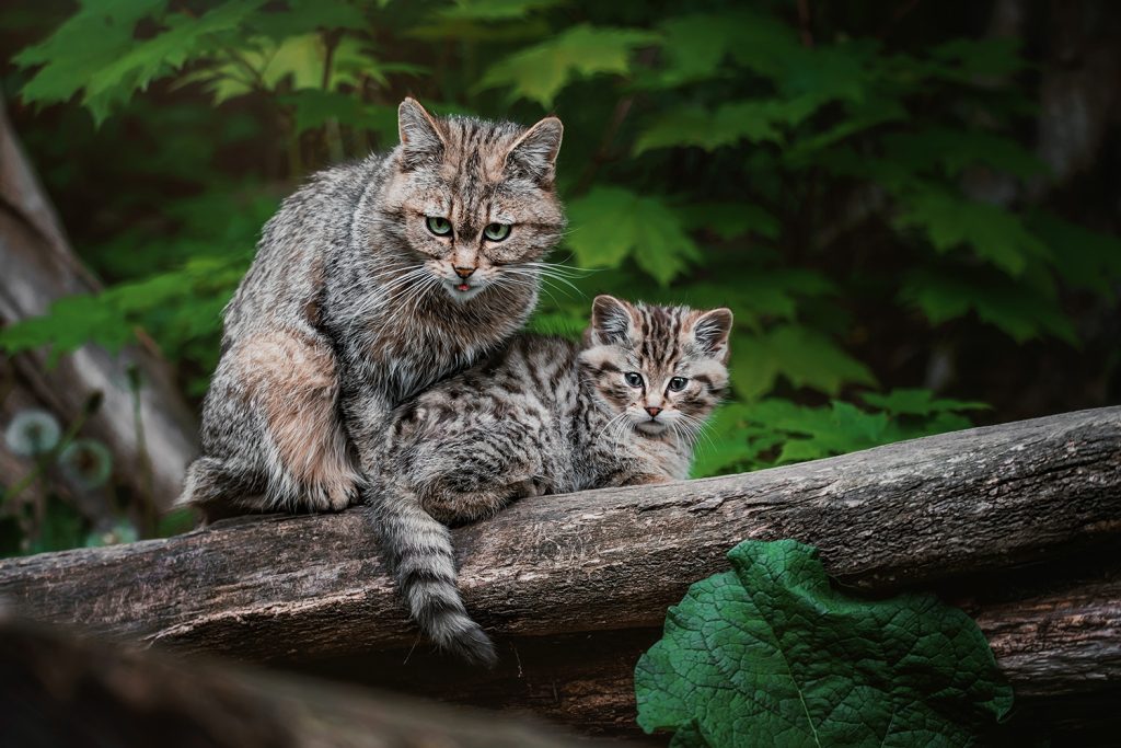 Gato-bravo: uma espécie “Em Perigo” e ainda sem proteção Gato-bravo: uma espécie “Em Perigo” e ainda sem proteção