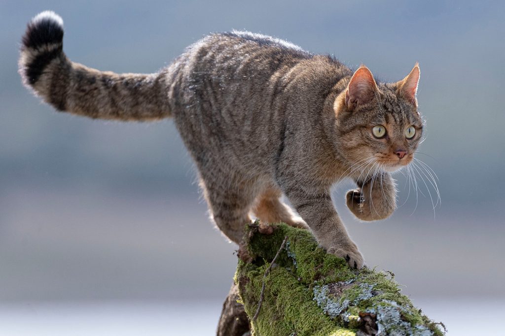 Gato-bravo: uma espécie “Em Perigo” e ainda sem proteção Gato-bravo: uma espécie “Em Perigo” e ainda sem proteção