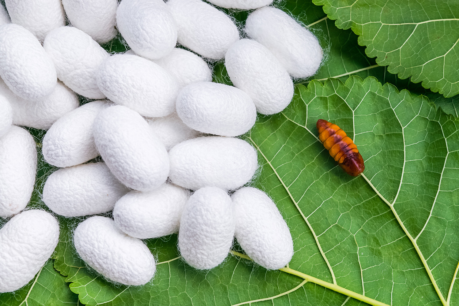 Amoras e seda: as principais fontes de valorização da amoreira