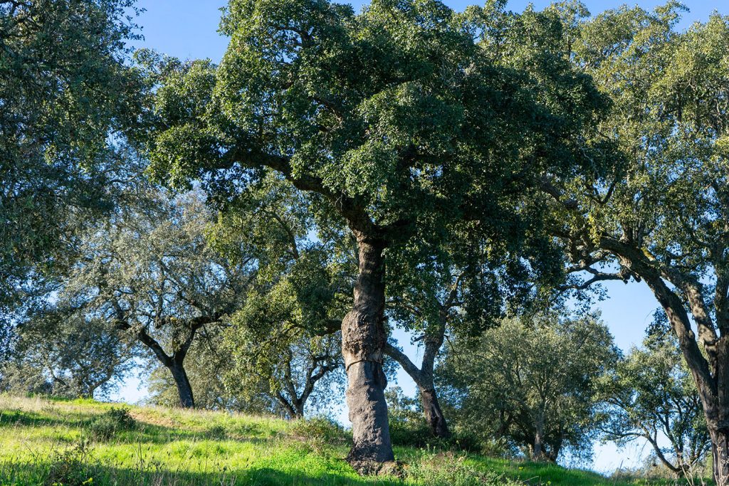 Múltiplos desafios da floresta portuguesa