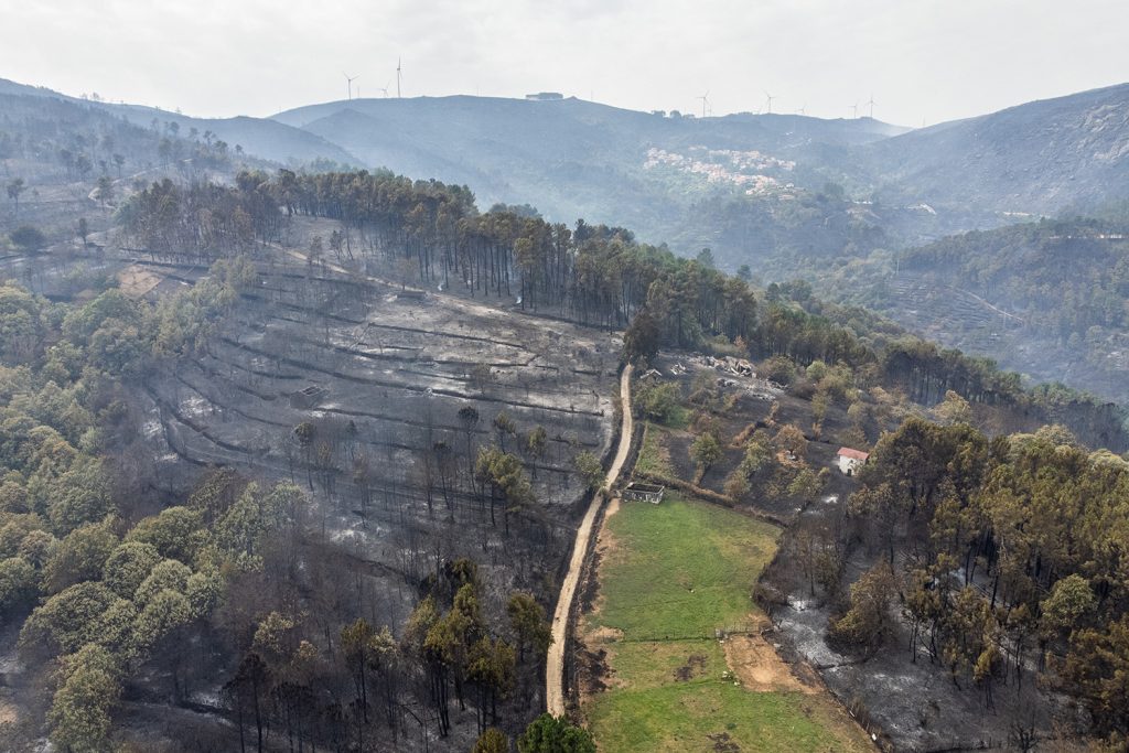 Incêndios são desafio mais evidente na floresta portuguesa
