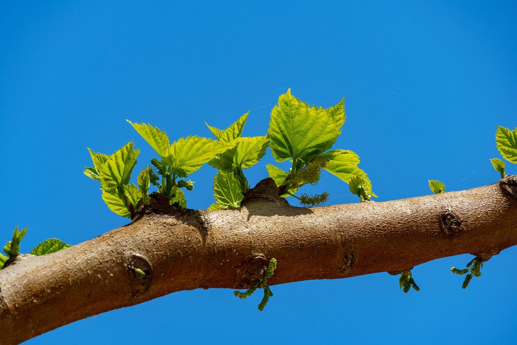 De onde vem o nome Morus?
